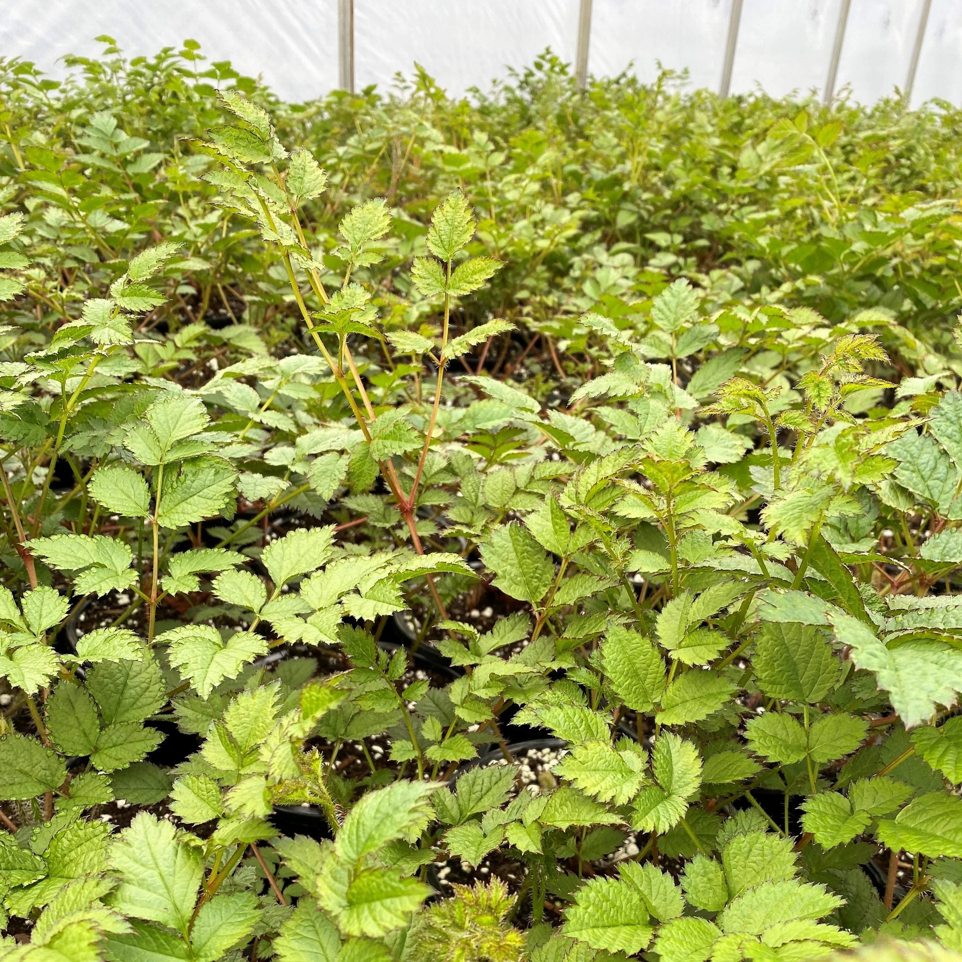 Astilbe chinensis Purple Candles 1Q