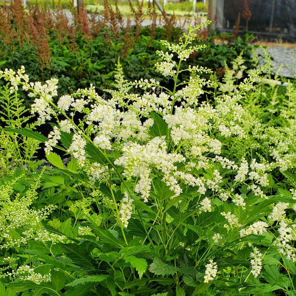 Astilbe x arendsii Bridal Veil 1G
