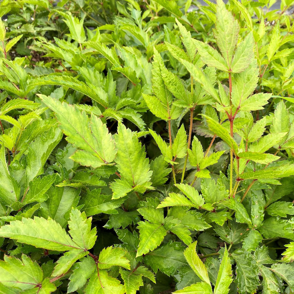 Astilbe x japonica Deutschland 1G