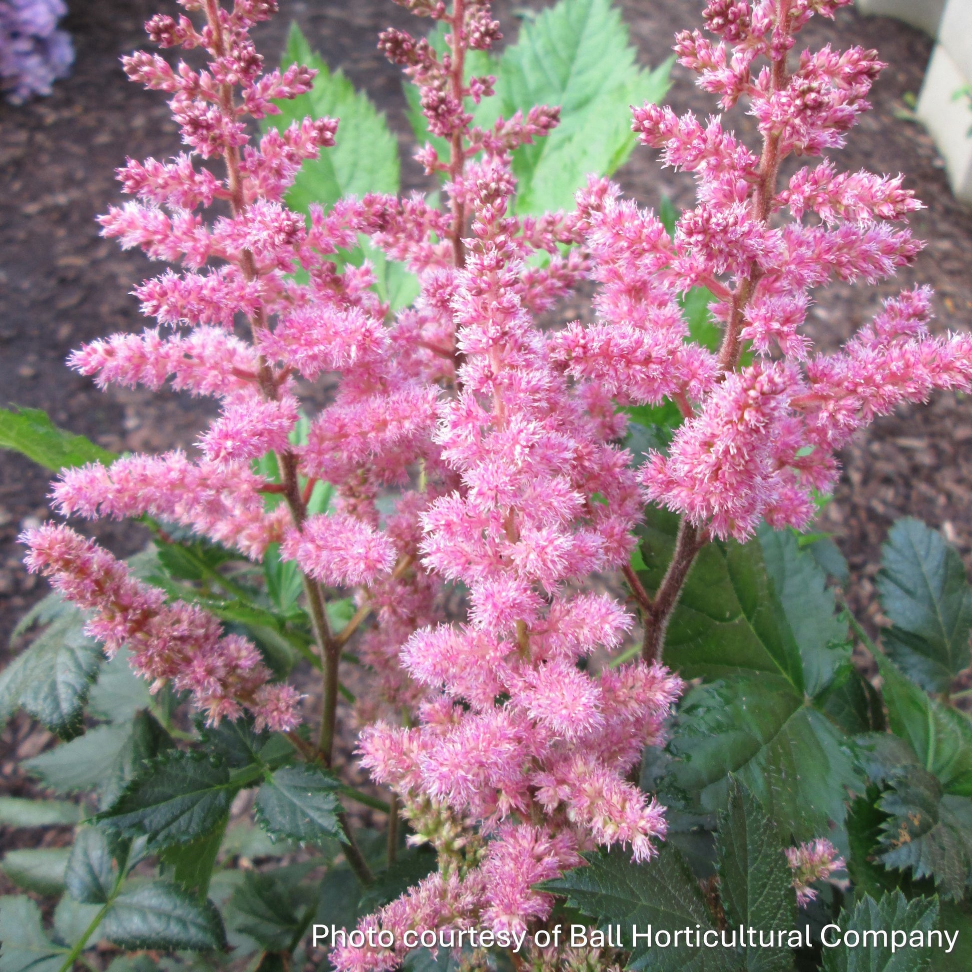 Astilbe chinensis Vision in Pink 1G