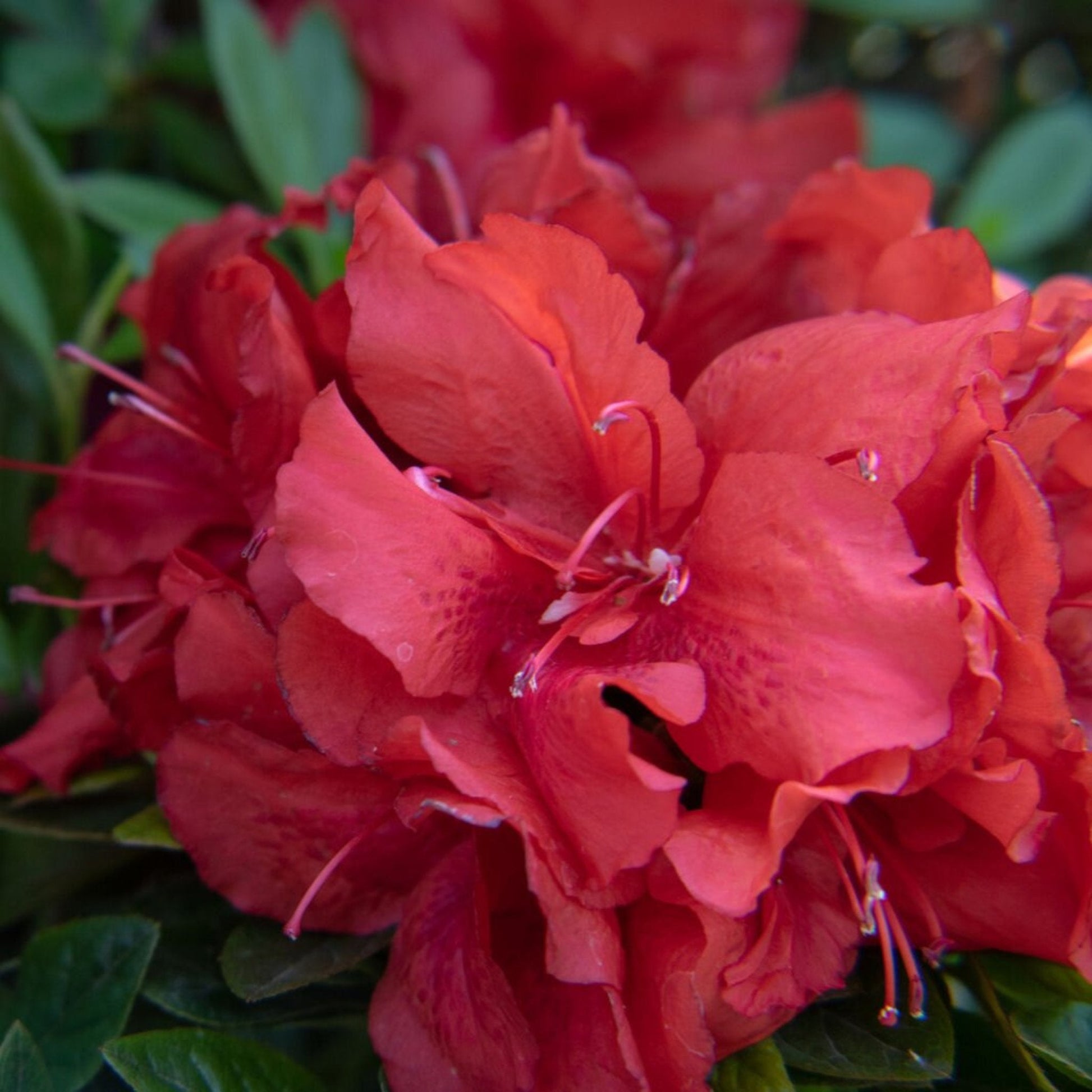 Ever After™ Ruby Reblooming Azalea