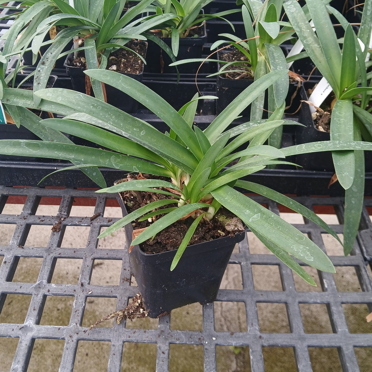 Agapanthus x Isabelle 3.25"