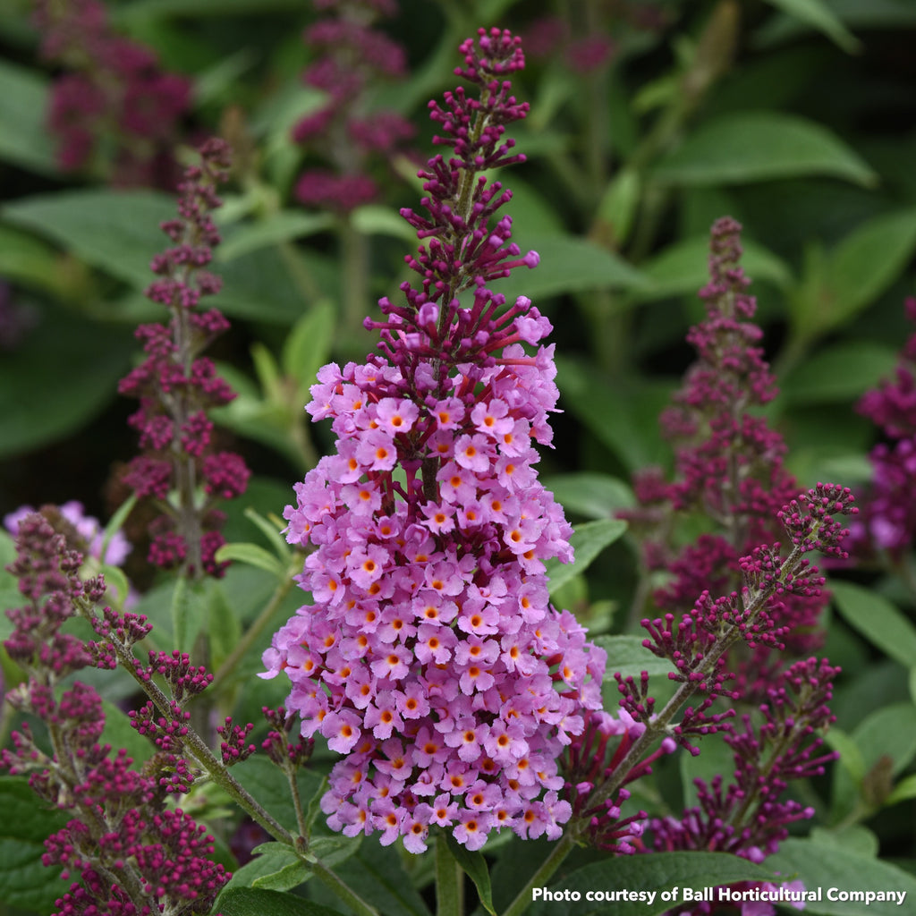 Buddleia Chrysalis pink 1G