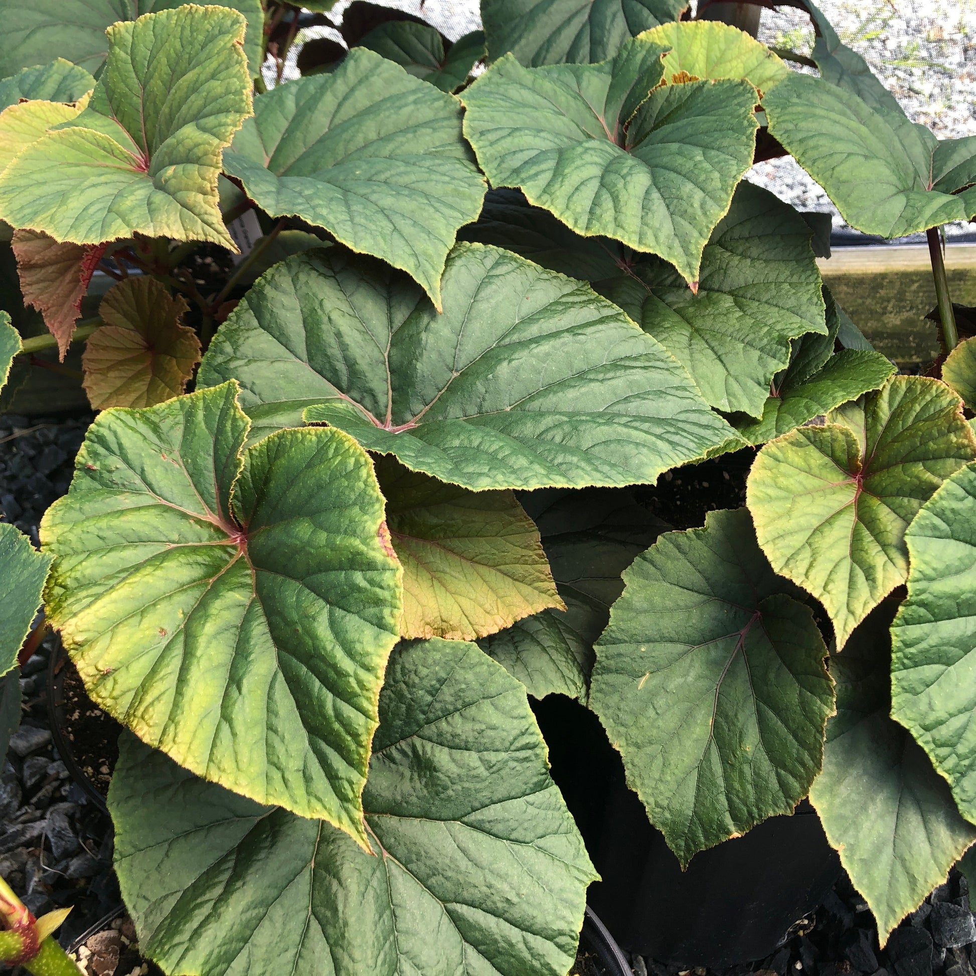 Begonia grandis 1G
