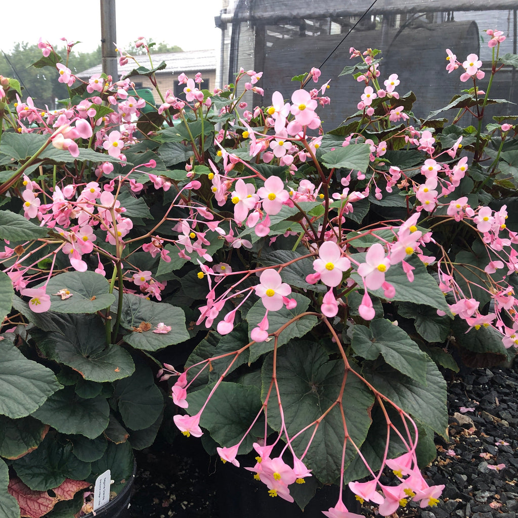 Begonia grandis 1G