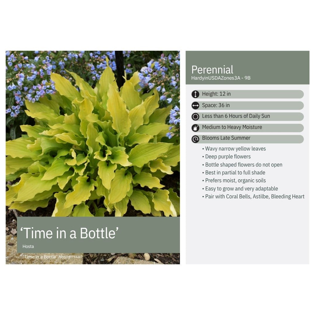 Hosta x Time in a Bottle 1Q
