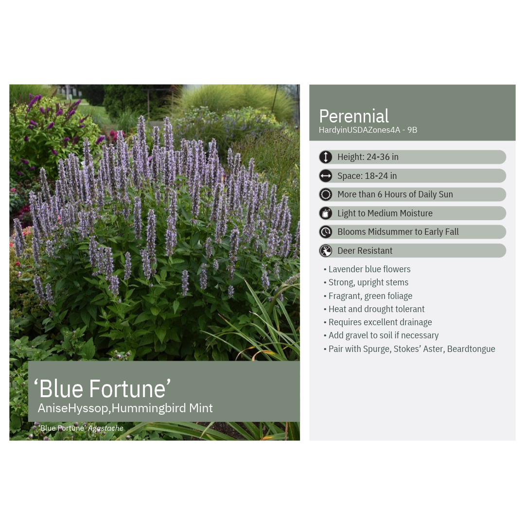 Agastache x Blue Fortune 1G