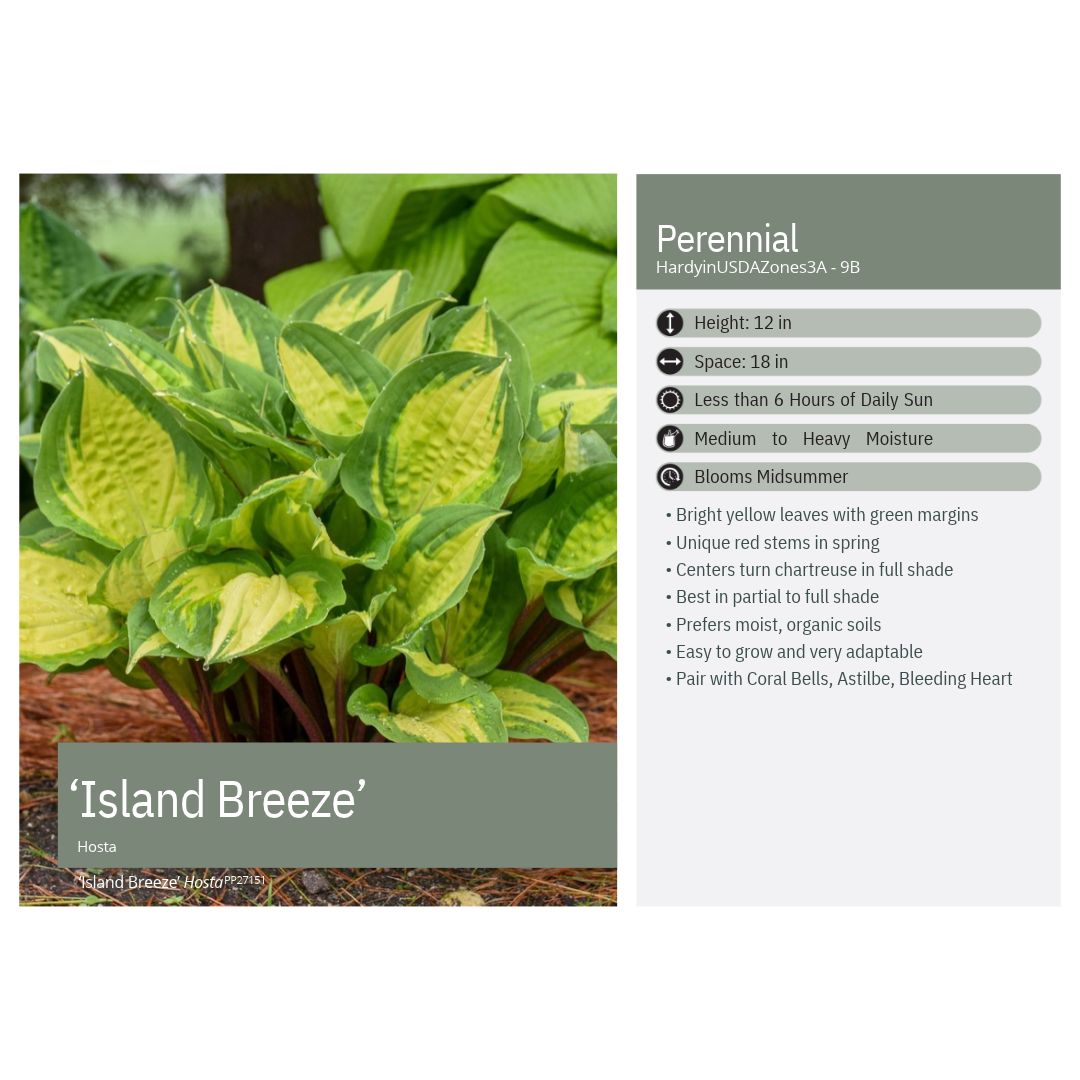 Hosta x Island Breeze 1Q