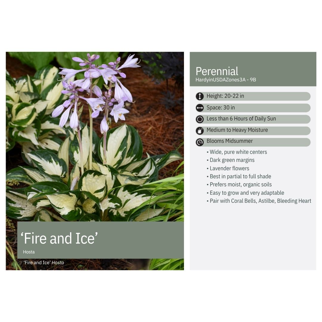 Hosta x Fire and Ice 1Q