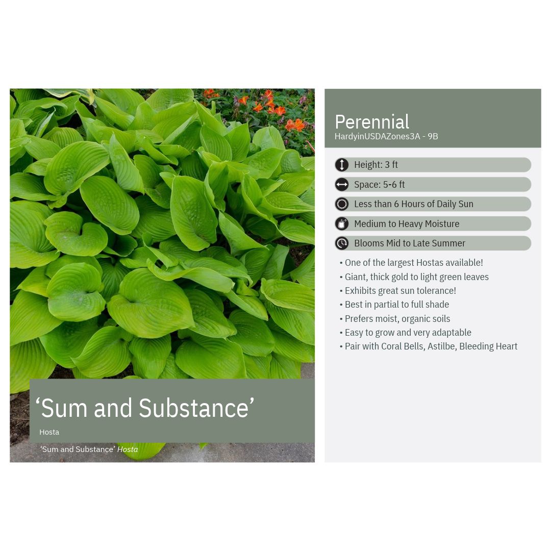 Hosta x Sum and Substance 1G