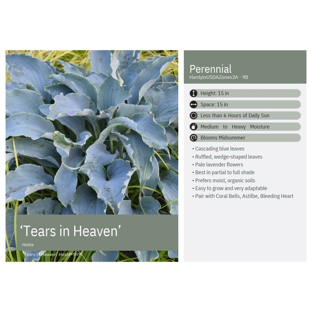 Hosta x Tears in Heaven 1Q