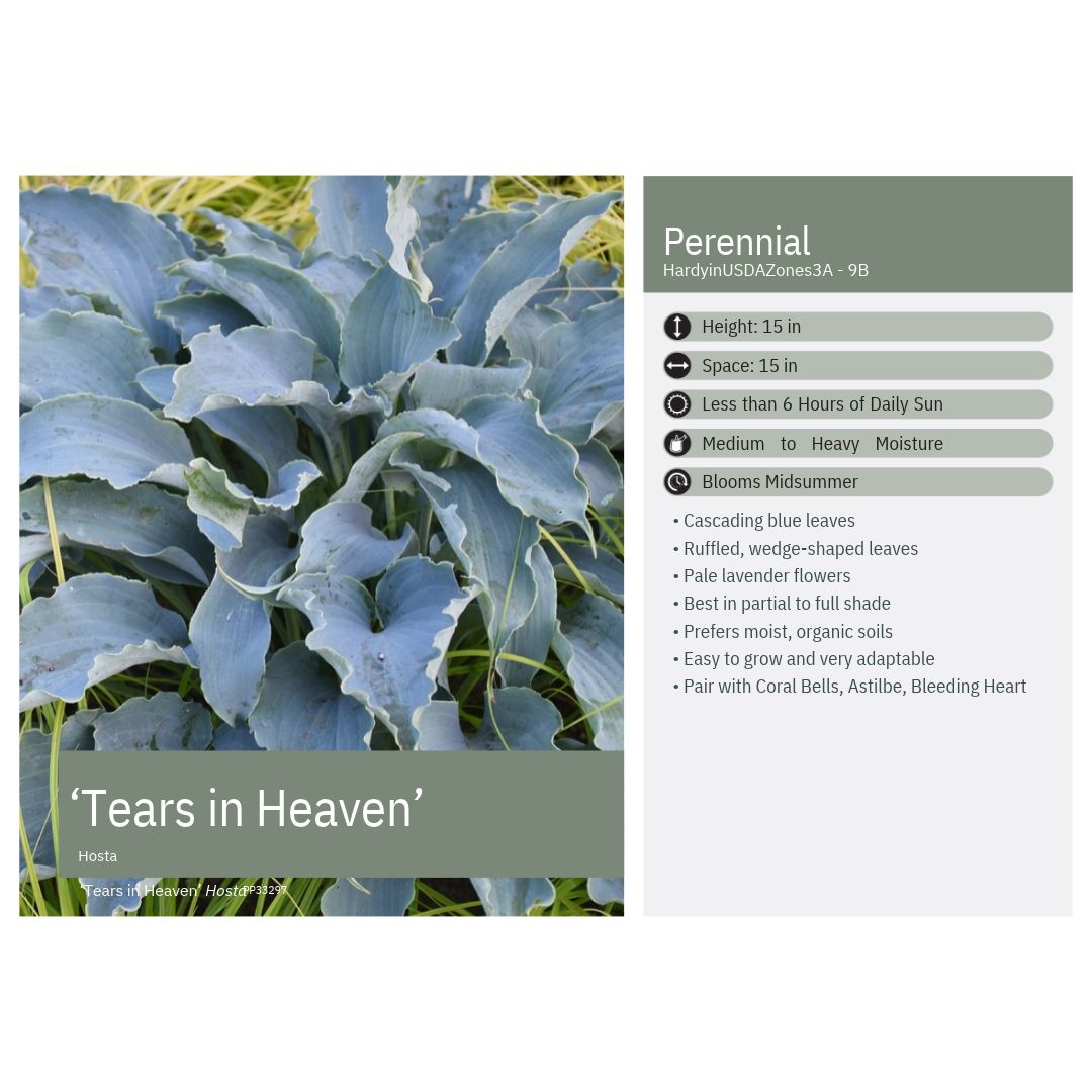 Hosta x Tears in Heaven 1Q