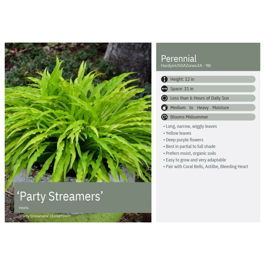 Hosta x Party Streamers 1Q