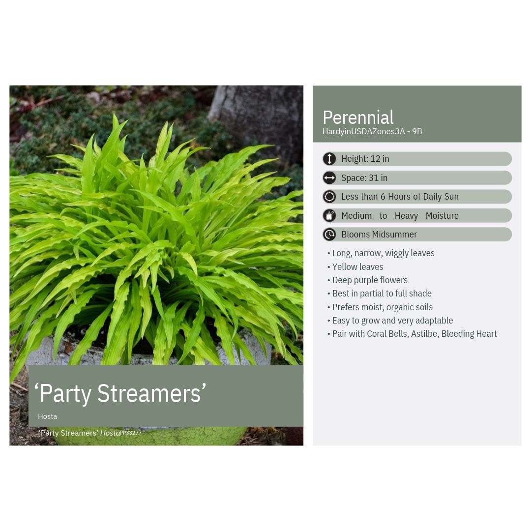 Hosta x Party Streamers 1Q