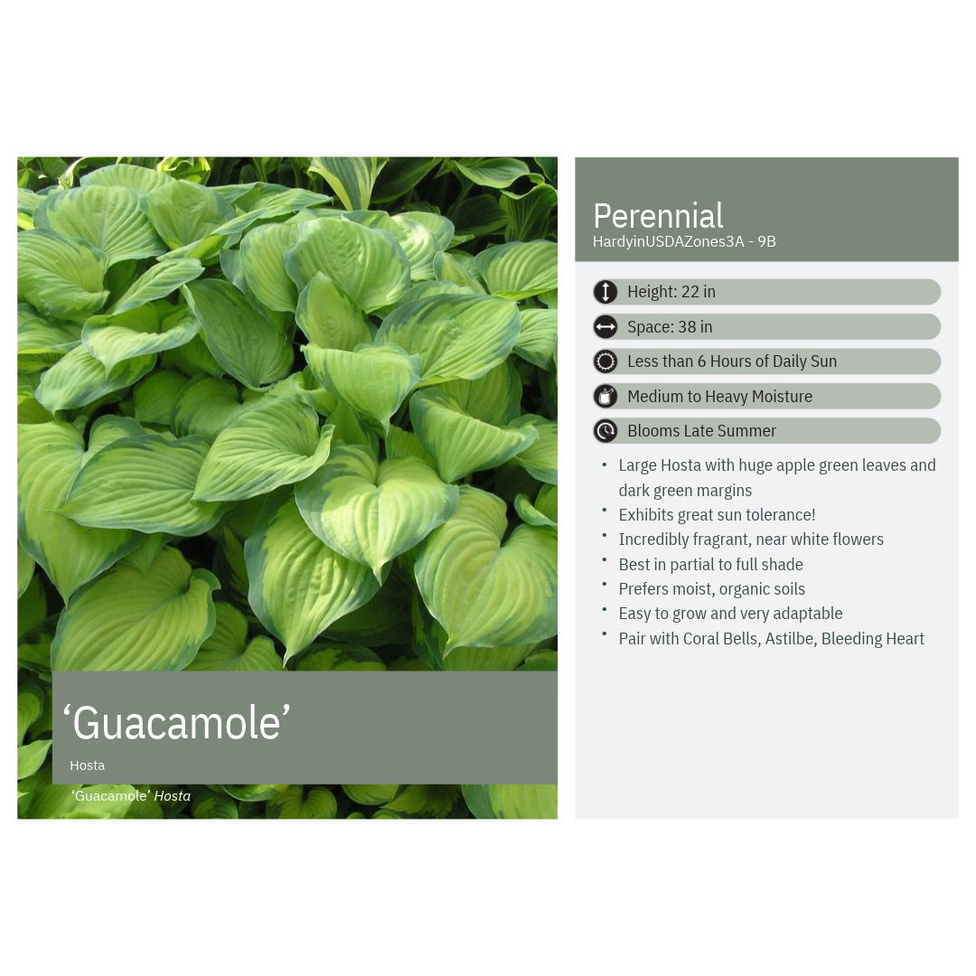 Hosta x Guacamole 1G