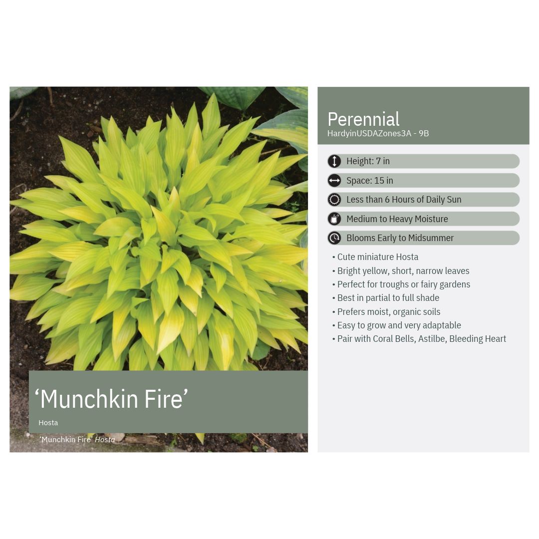 Hosta Munchkin Fire 1Q