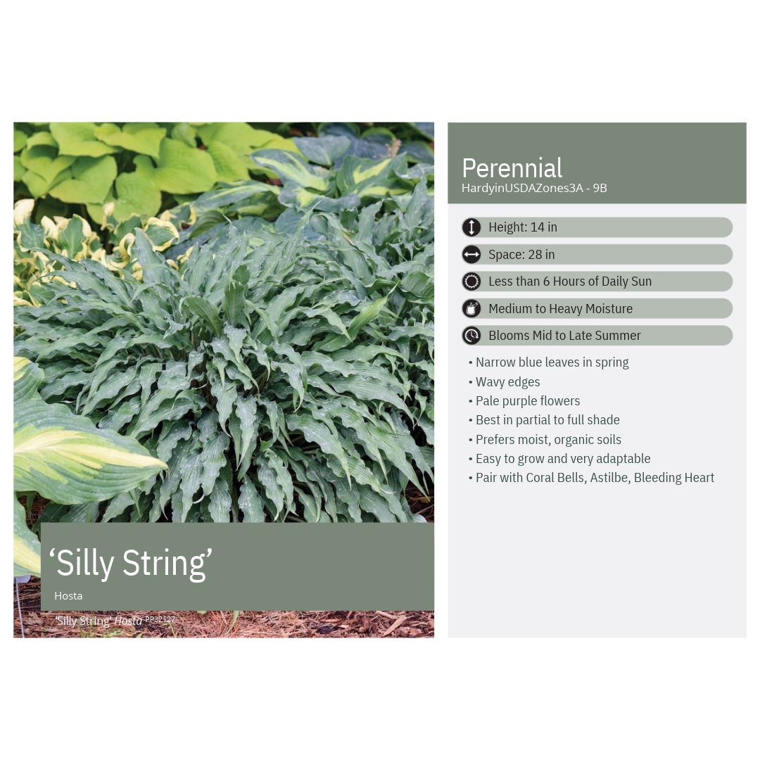 Hosta x Silly String 1Q