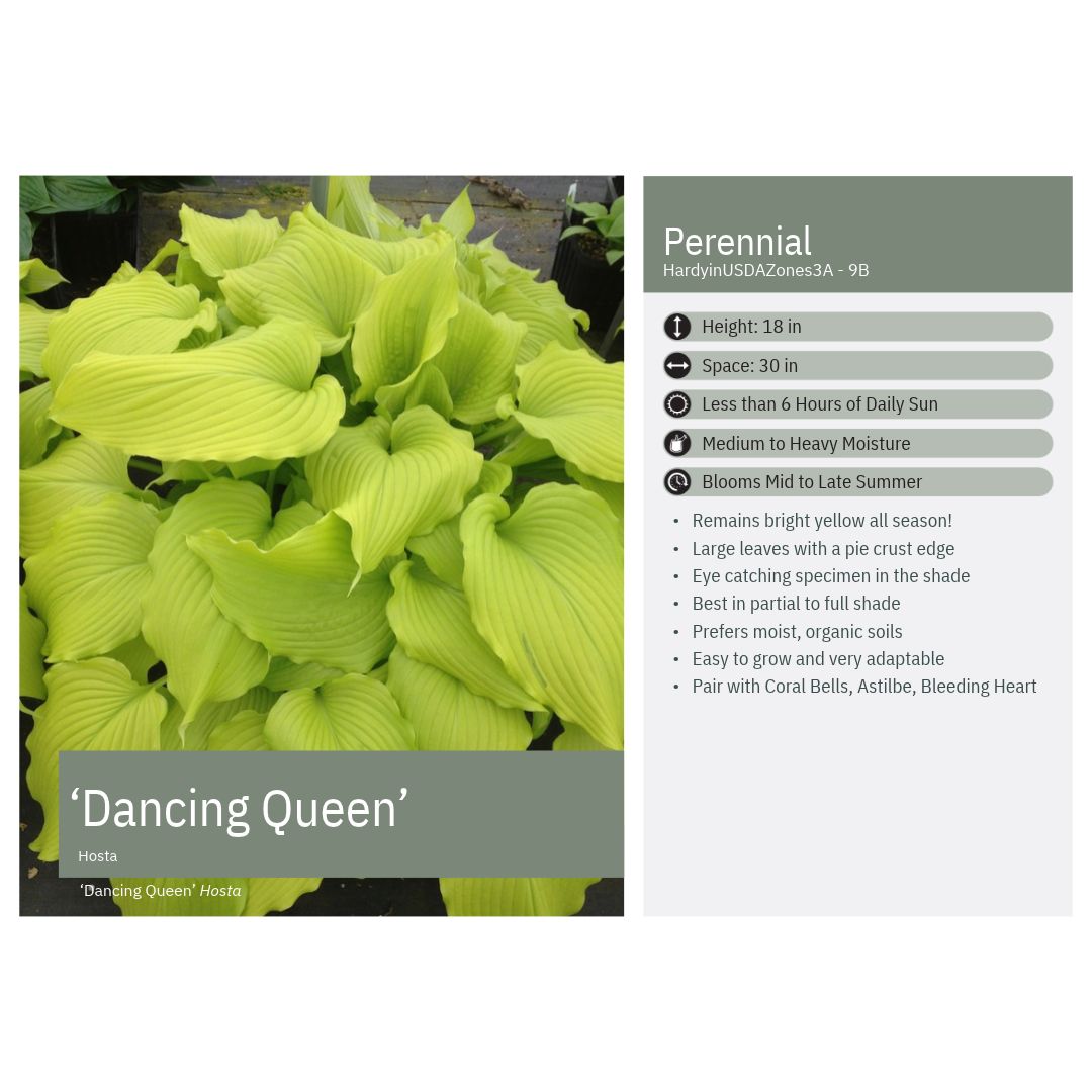 Hosta Dream Queen 1Q