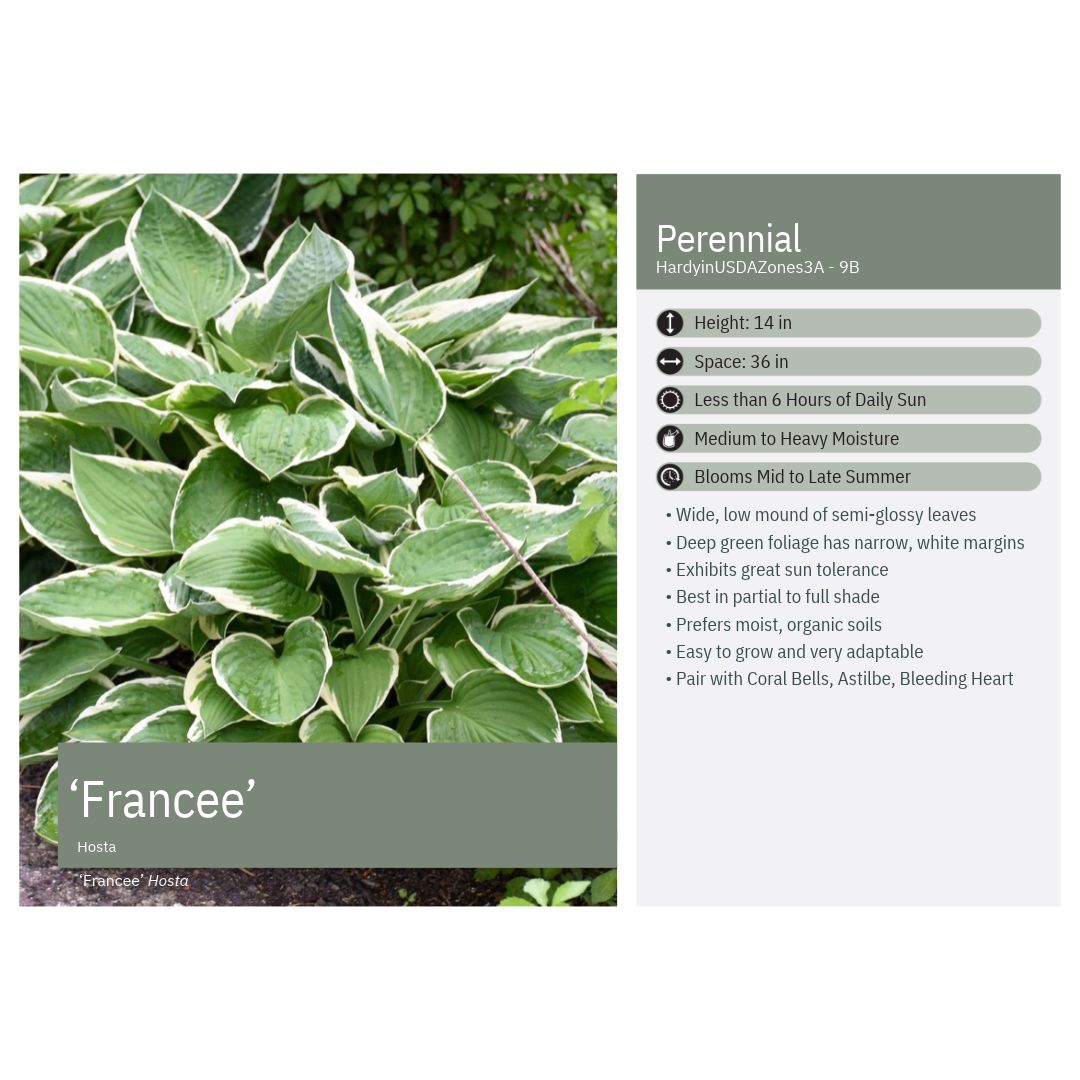 Hosta x Francee 1G
