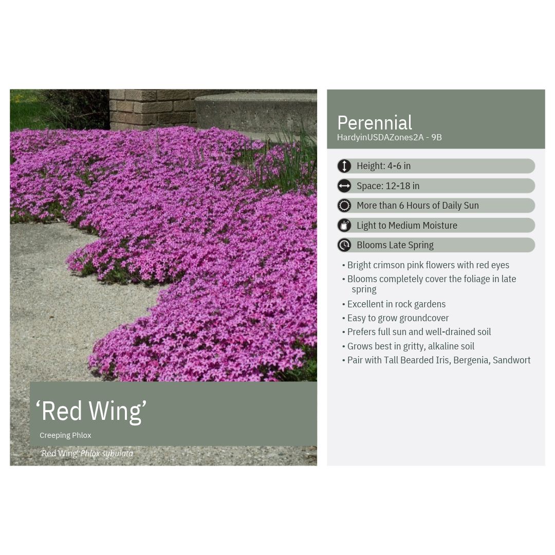 Phlox subulata Red Wings 1Q