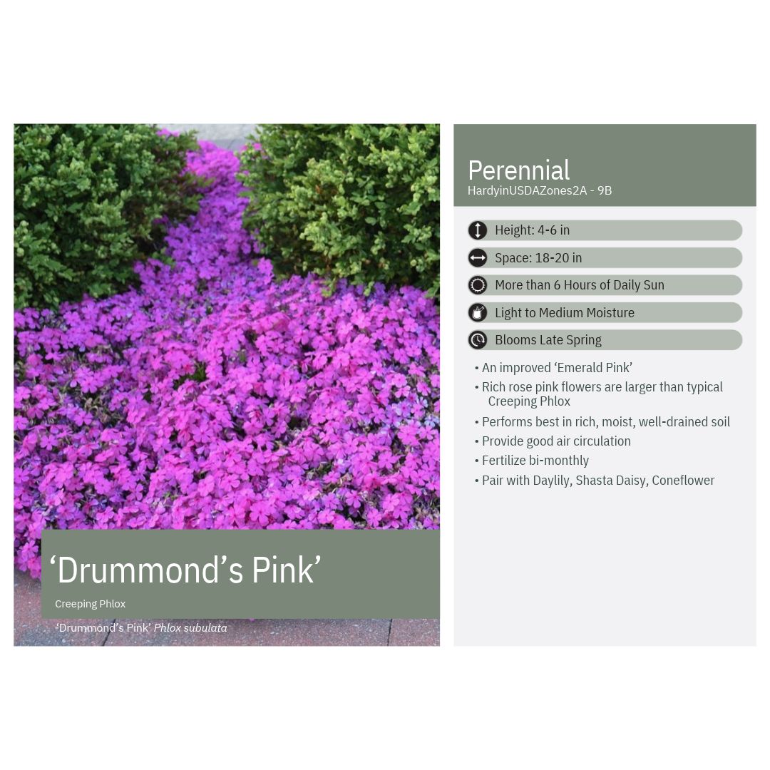 Phlox subulata Drummond's Pink 1Q