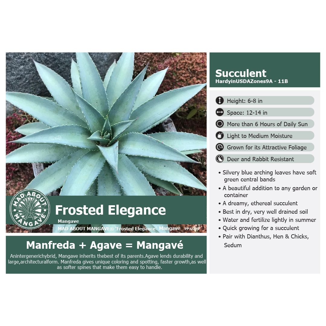 Mangave Frosted Elegance 1Q