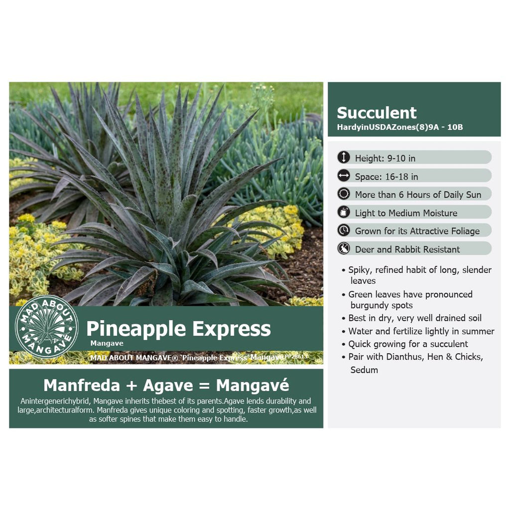 Mangave Pineapple Express 1G