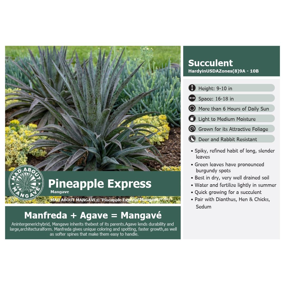 Mangave Pineapple Express 1G