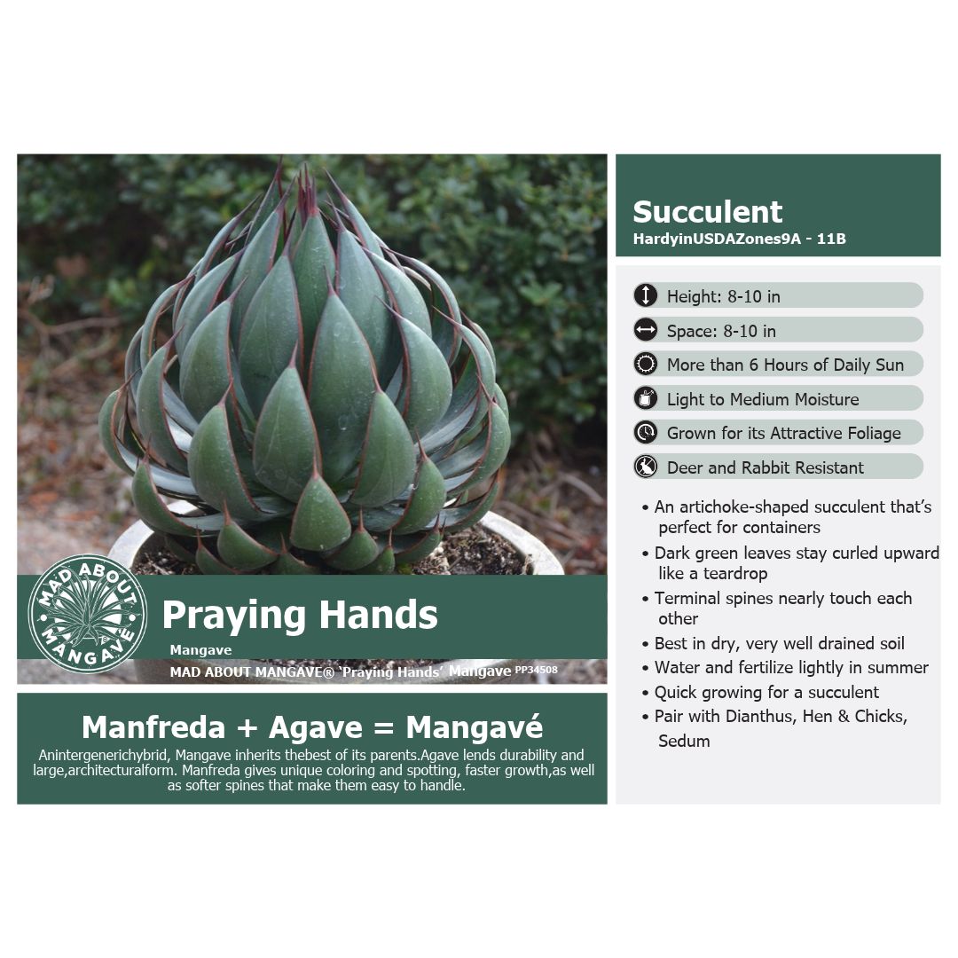 Mangave Praying Hands 1Q