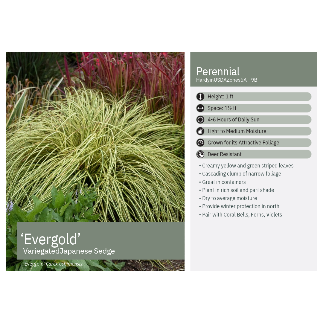 Carex oshimensis Evergold 1G