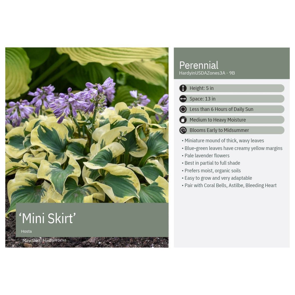 Hosta x Mini Skirt 1Q