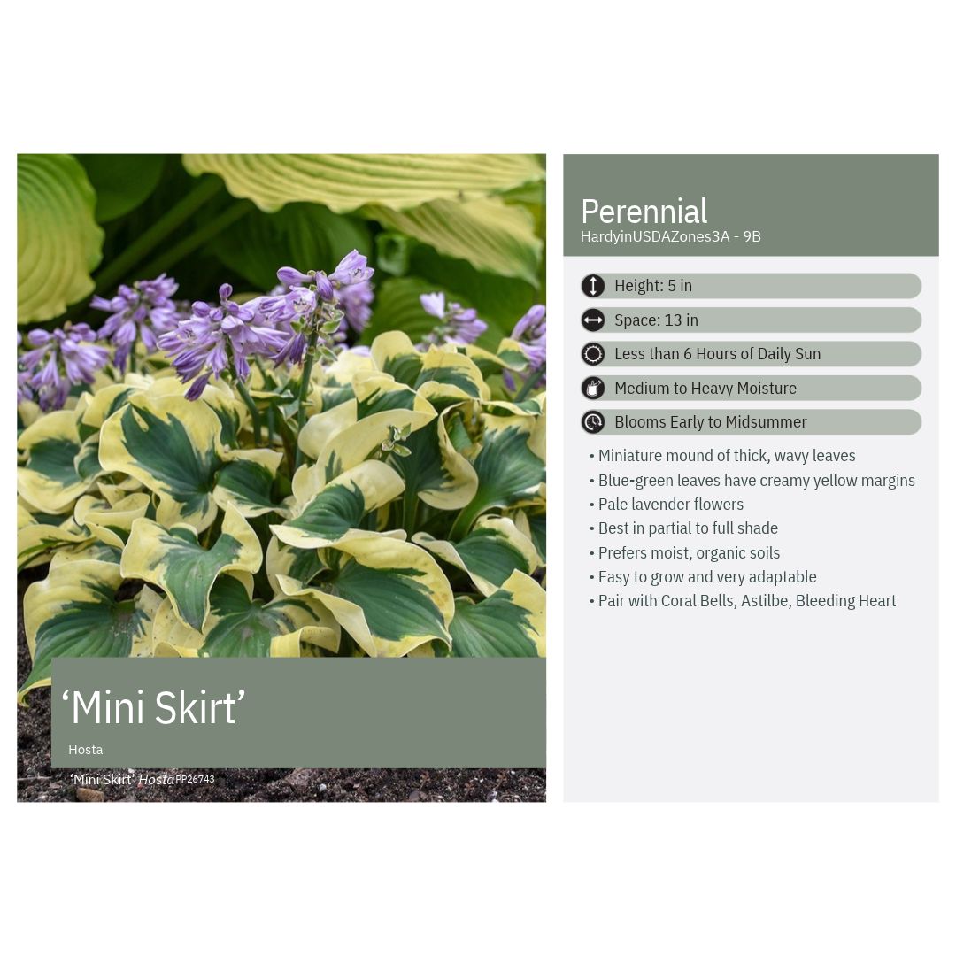 Hosta x Mini Skirt 1Q