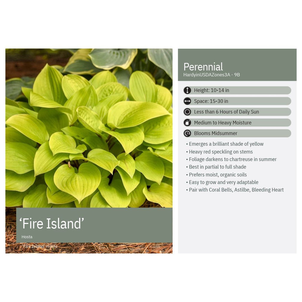 Hosta x Fire Island 1Q
