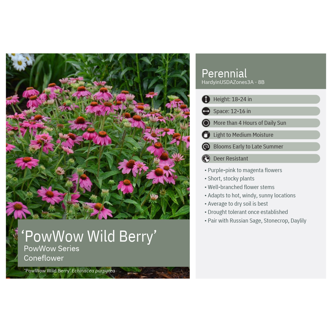 Echinacea purpurea PowWow Wild Berry 1G