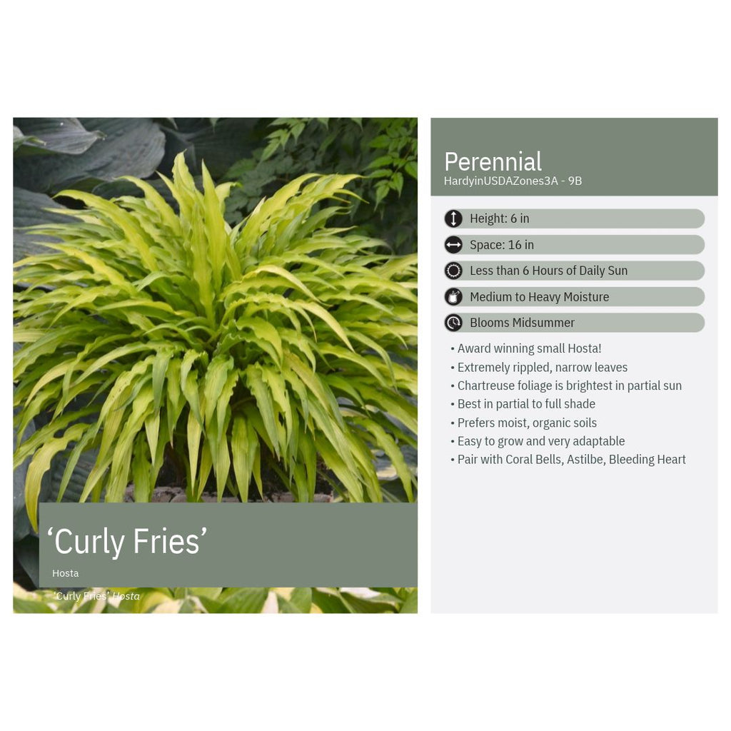 Hosta x Curly Fries 1Q