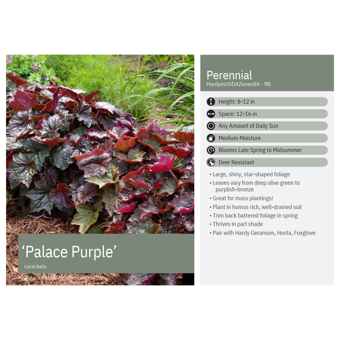 Heuchera micrantha Palace Purple 1G