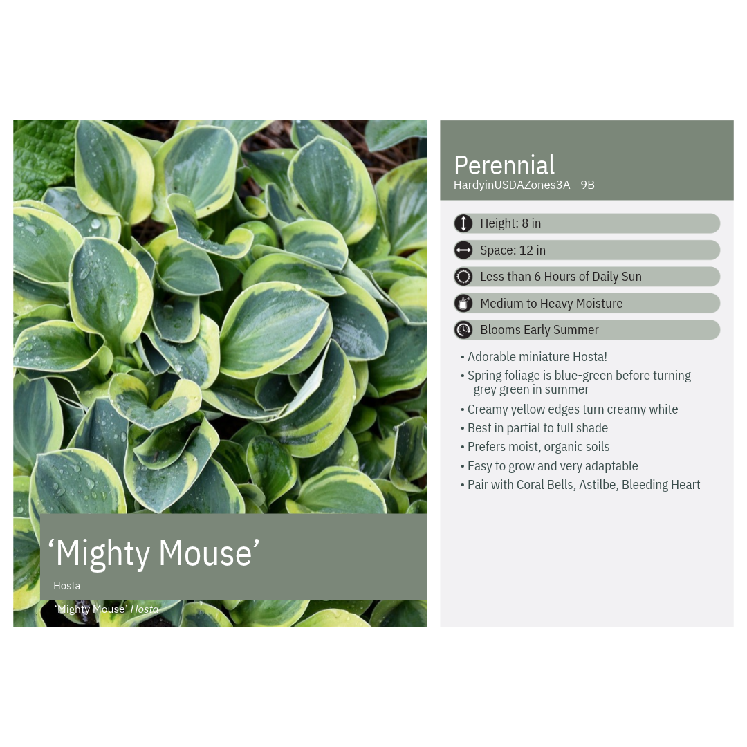 Hosta x Mighty Mouse 1Q