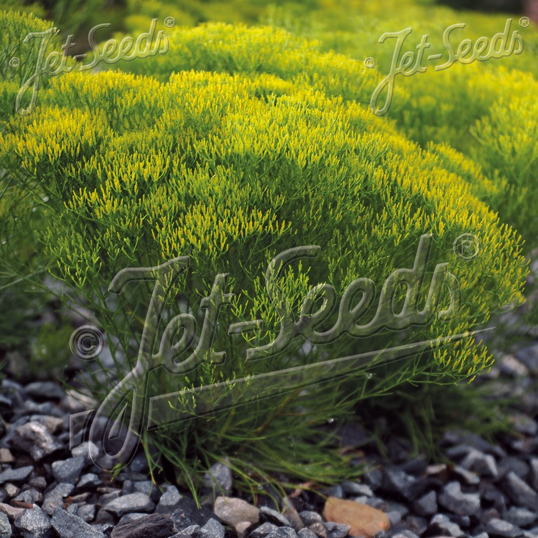 Bigelowia nuttallii 1Q