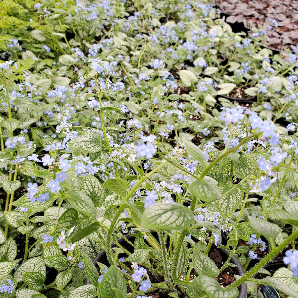 Brunnera macrophylla Silver Heart 1Q