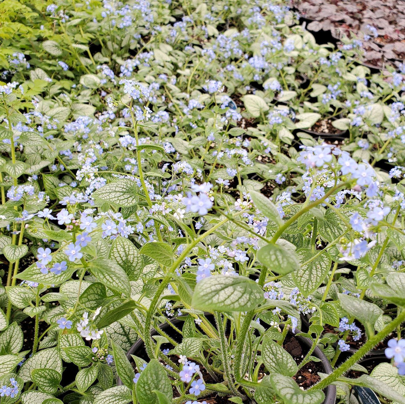Brunnera macrophylla Silver Heart 1Q