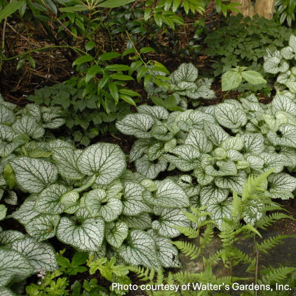 Brunnera macrophylla Jack Frost 1G