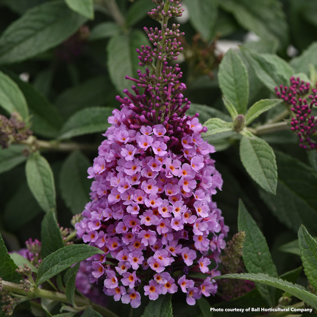 Buddleia Chrysalis pink 1G