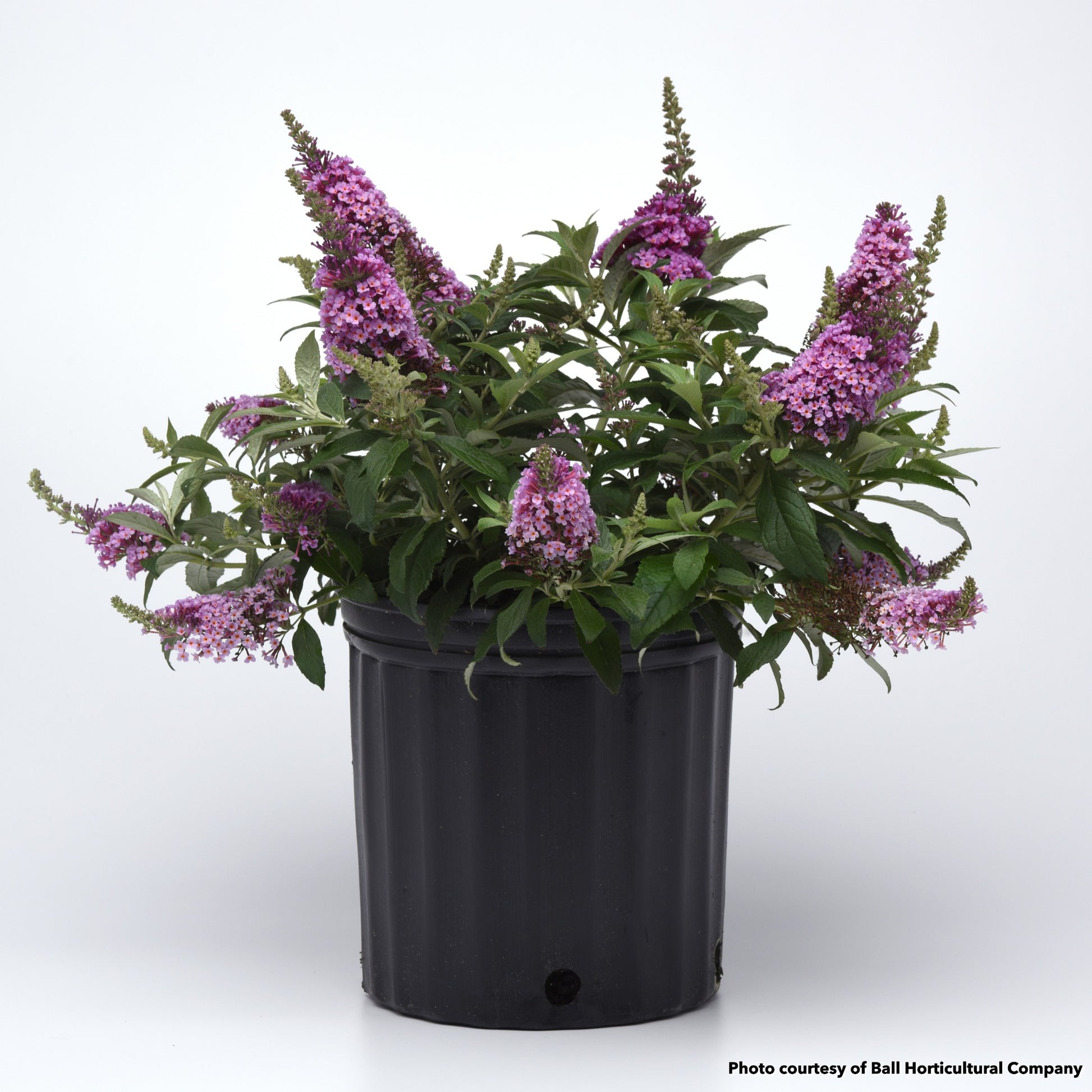 Buddleia Chrysalis pink 1G