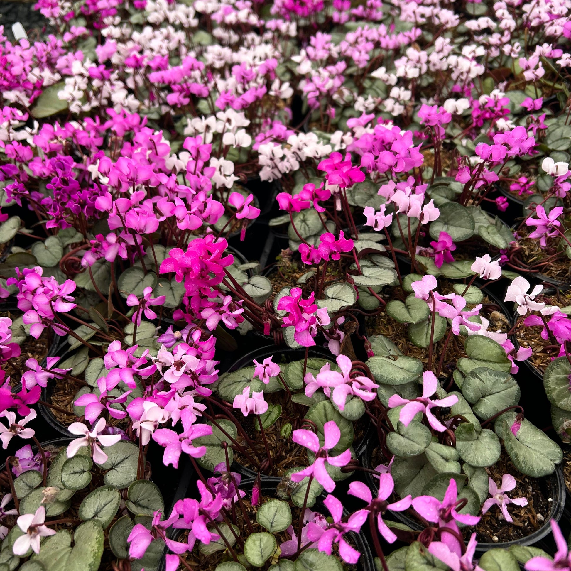Cyclamen coum 1Q