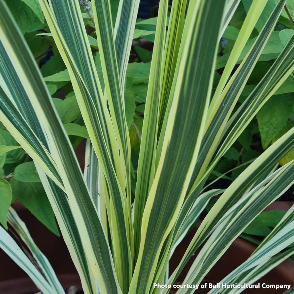 Cordyline australis Lime Passion 1G