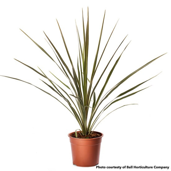 Cordyline australis Torbay Dazzler 2G