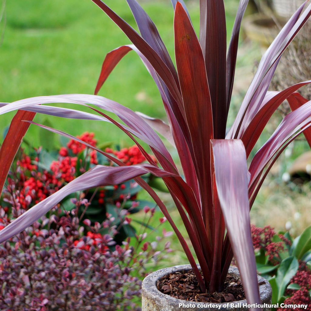 Cordyline obtecta Superstar 2G