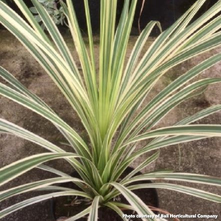 Cordyline australis Lime Passion 1G