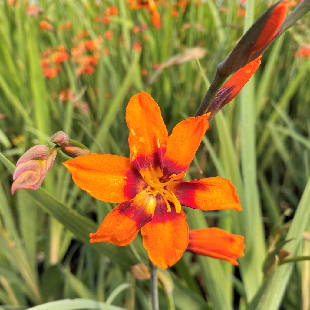 Crocosmia x crocosmiiflora Emily Mckenzie 1Q
