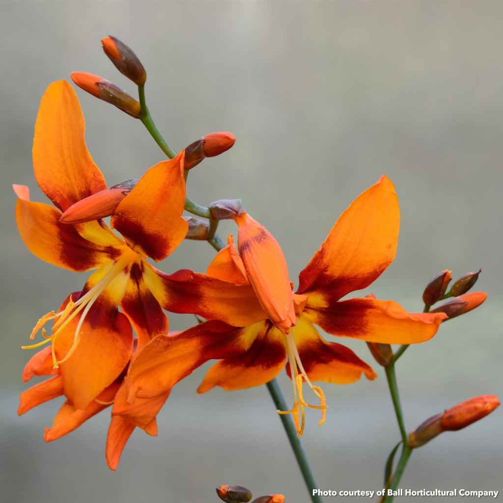 Crocosmia x crocosmiiflora Emily Mckenzie 1Q